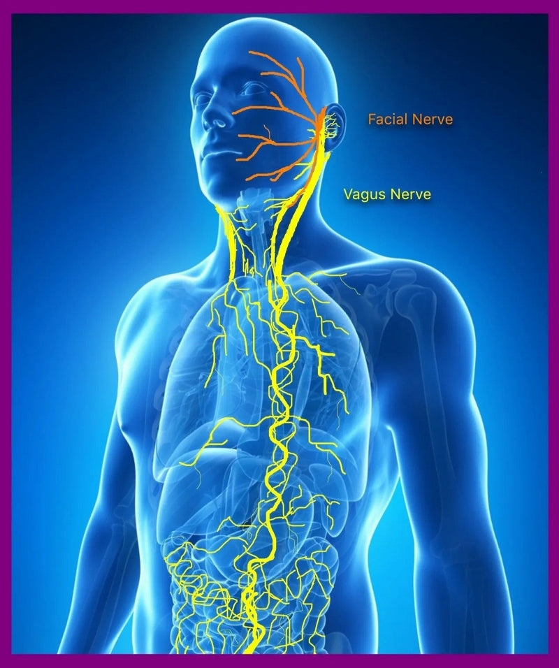 Stimulating vagus nerve with CES device, natural vagus nerve stimulation, image vagus nerve in th body